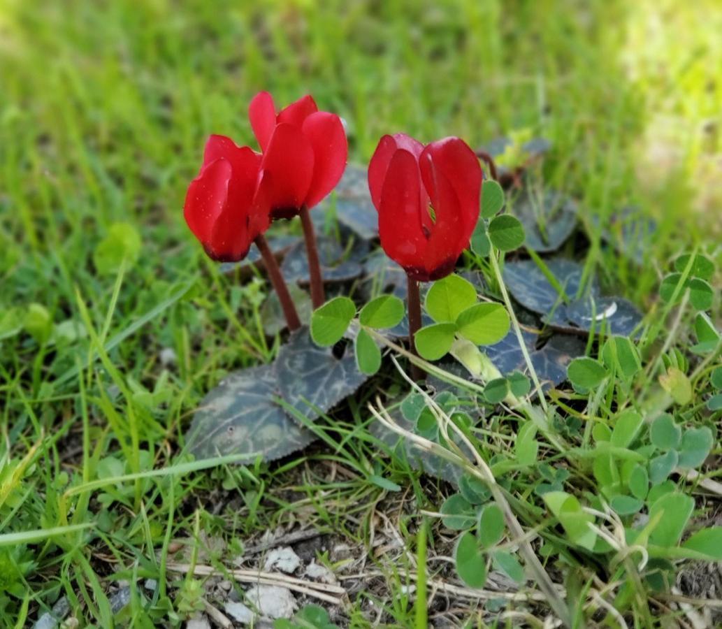 Camping Pilzone Iseo Eksteriør billede